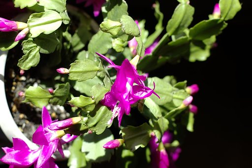 我が家で冬の花を探しました-1-