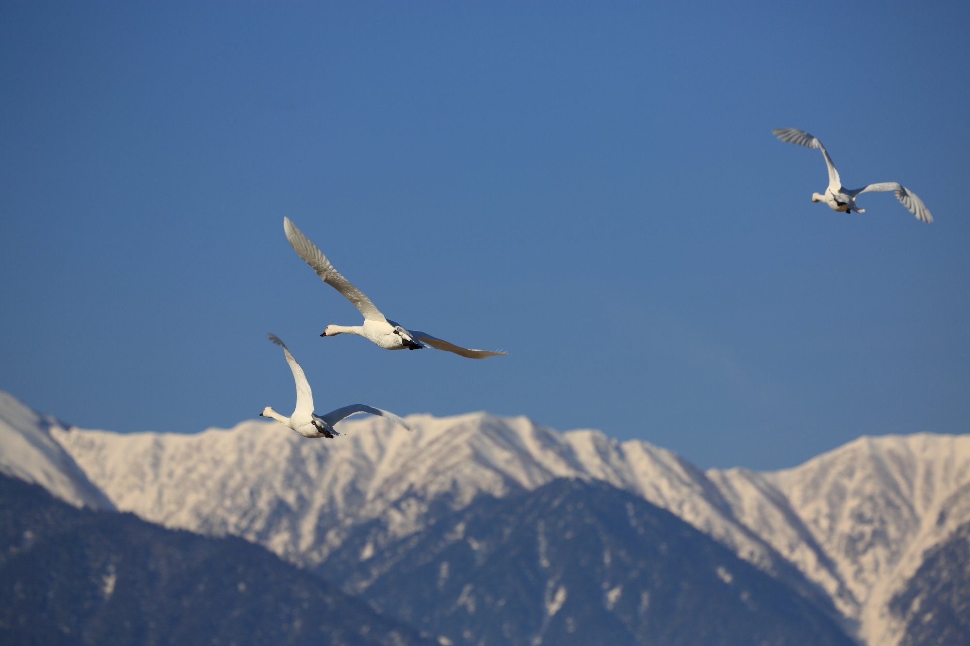 大天井岳と白鳥