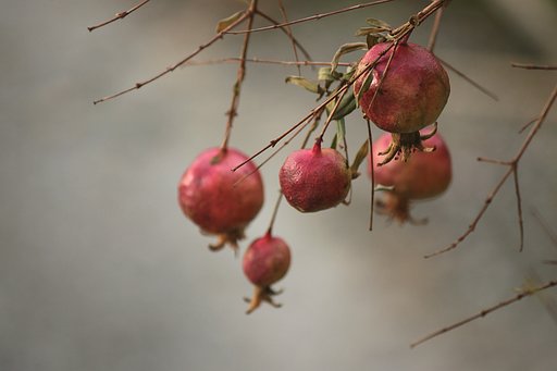 冬枯れの石榴