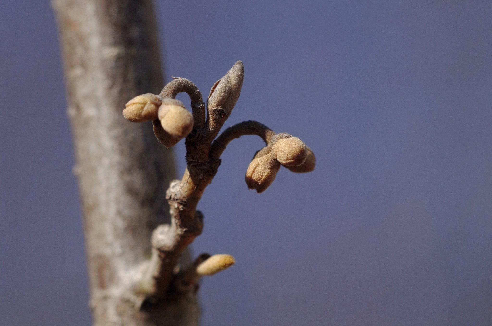 春を待つゲンコツ