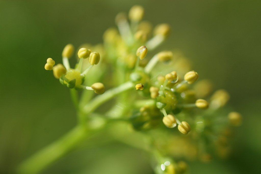 山椒の雄花