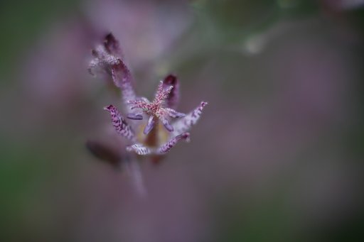 杜鵑草