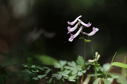 春の儚き…