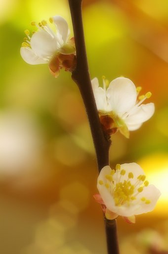 梅　芯のあるソフト加工