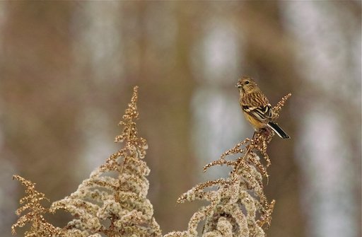 ベニマシコ♀