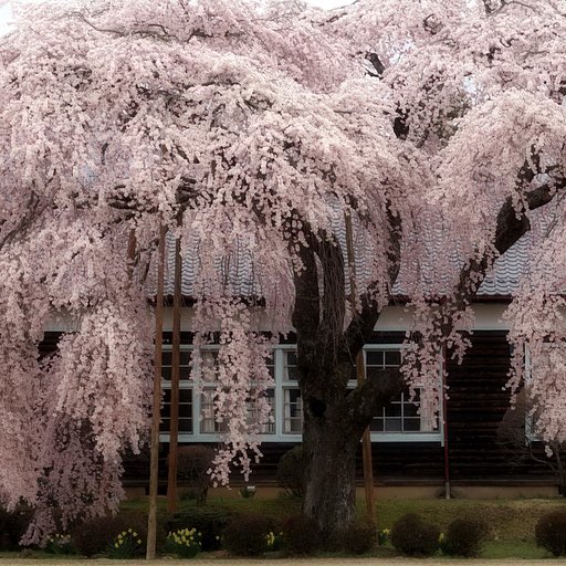 【スクエア】しだれ桜