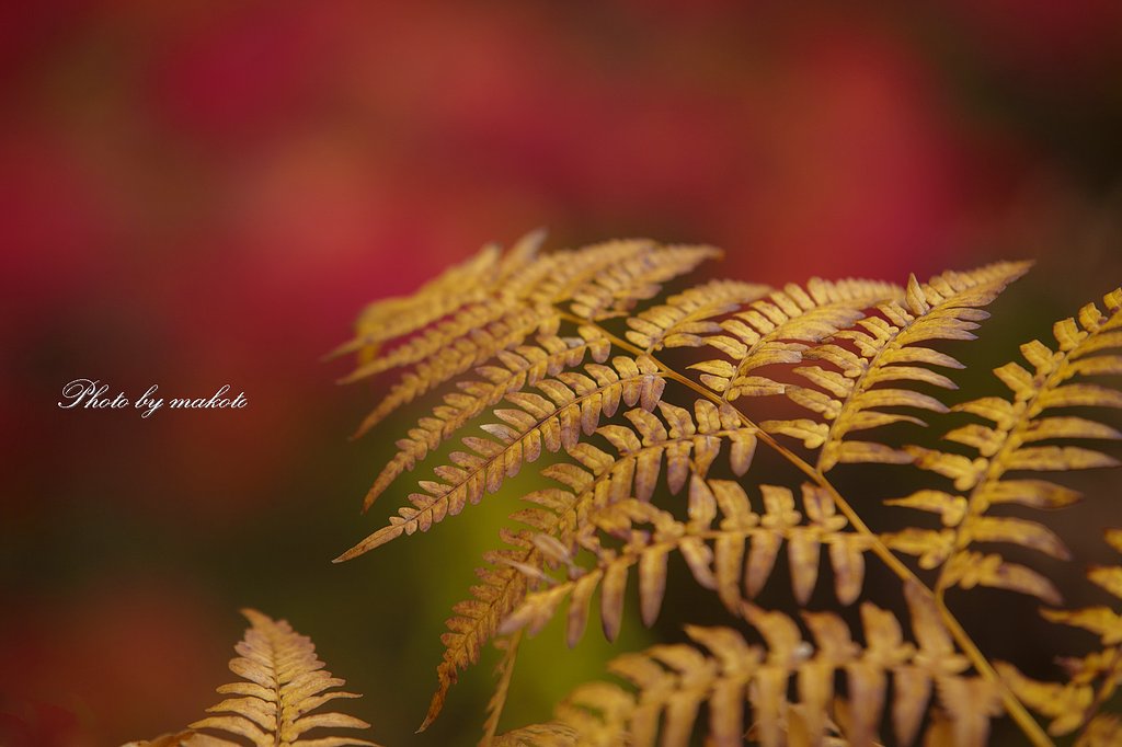 足元の紅葉