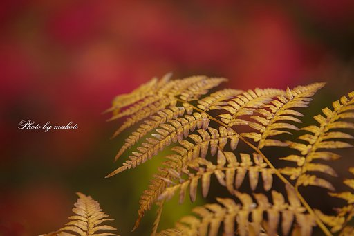 足元の紅葉