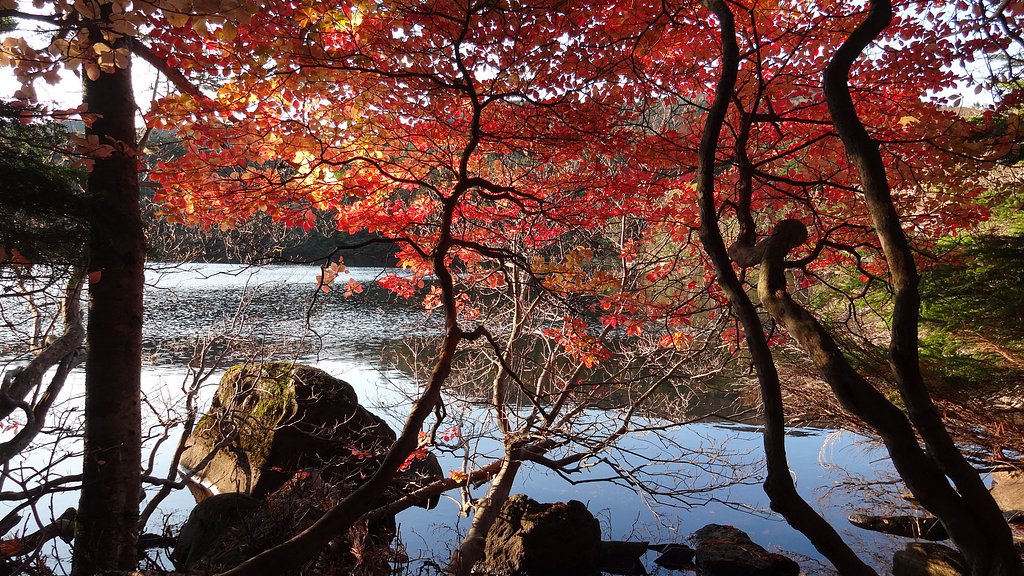 白駒の池・紅葉