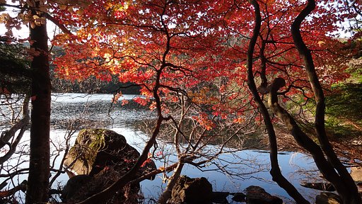 白駒の池・紅葉