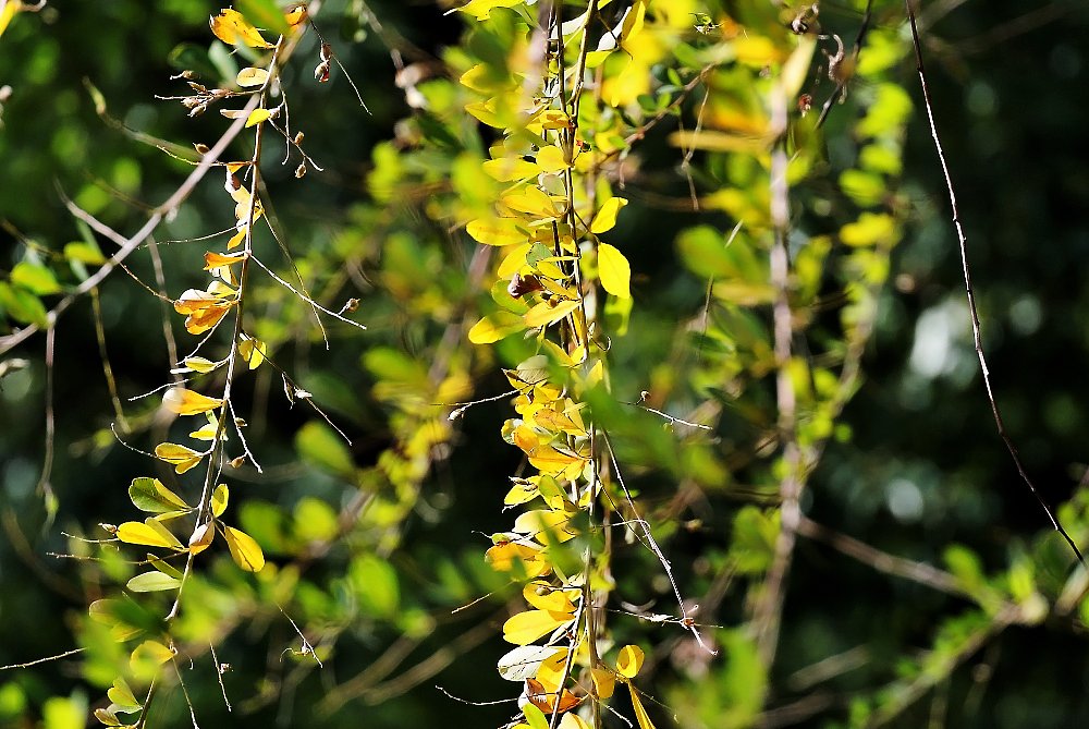 萩の紅葉（黄葉）