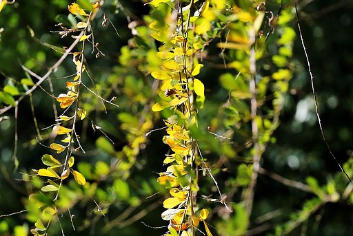 萩の紅葉（黄葉）