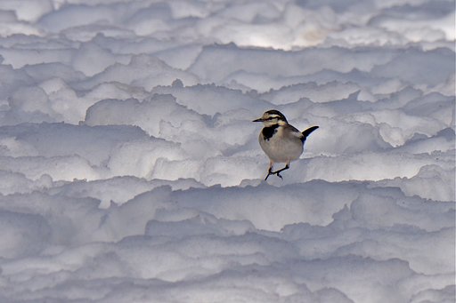 雪・ハクセキレイ