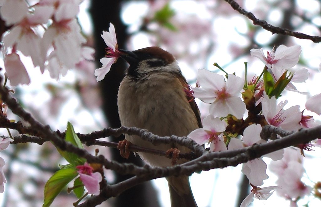 桜