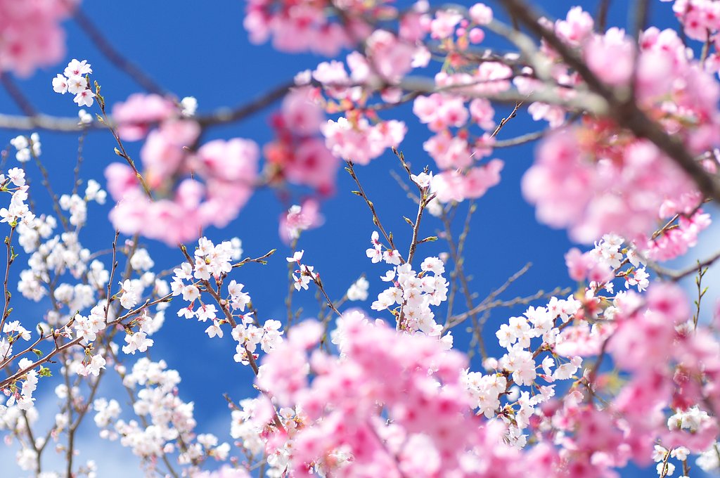 花見