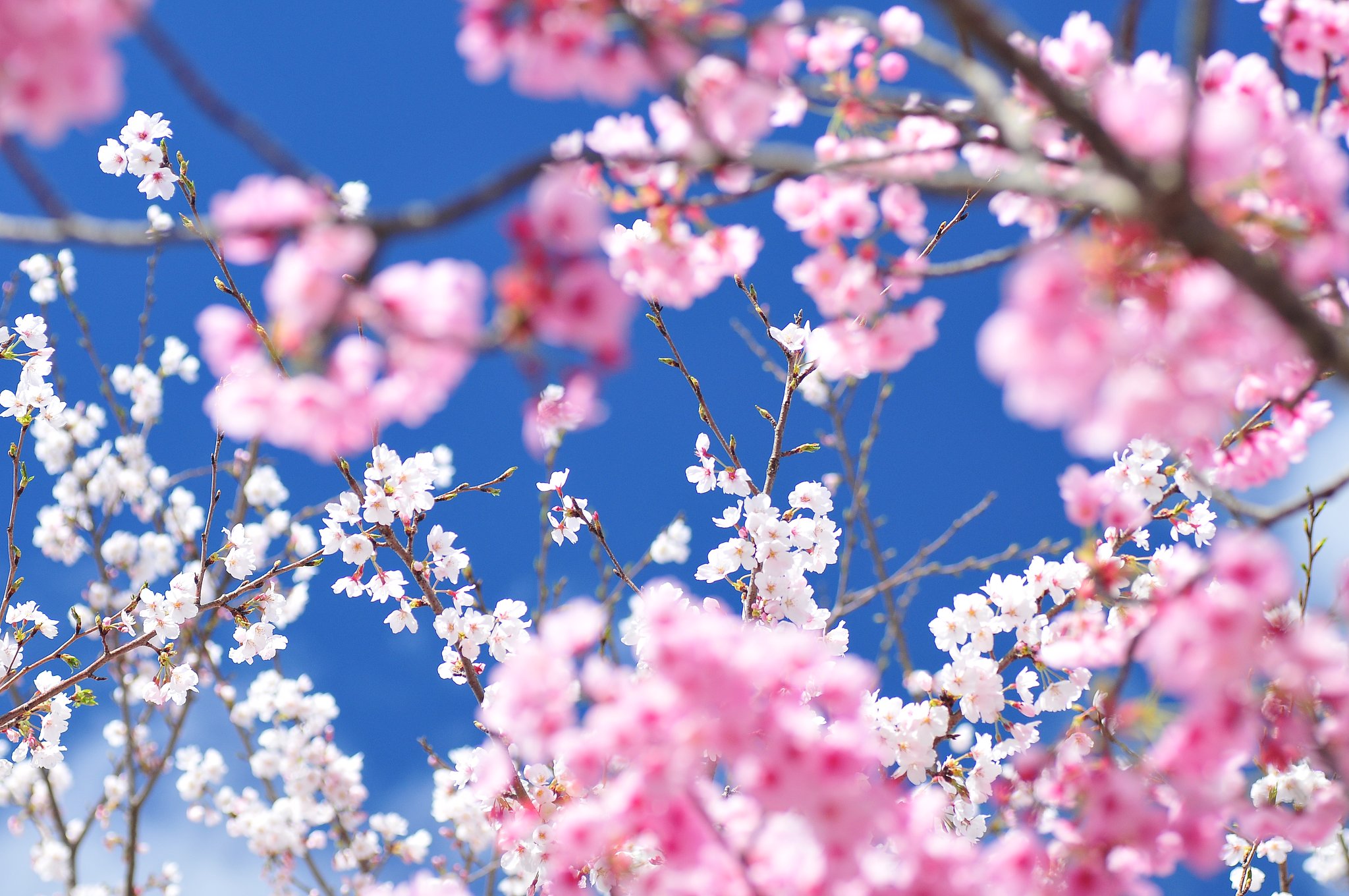 花見