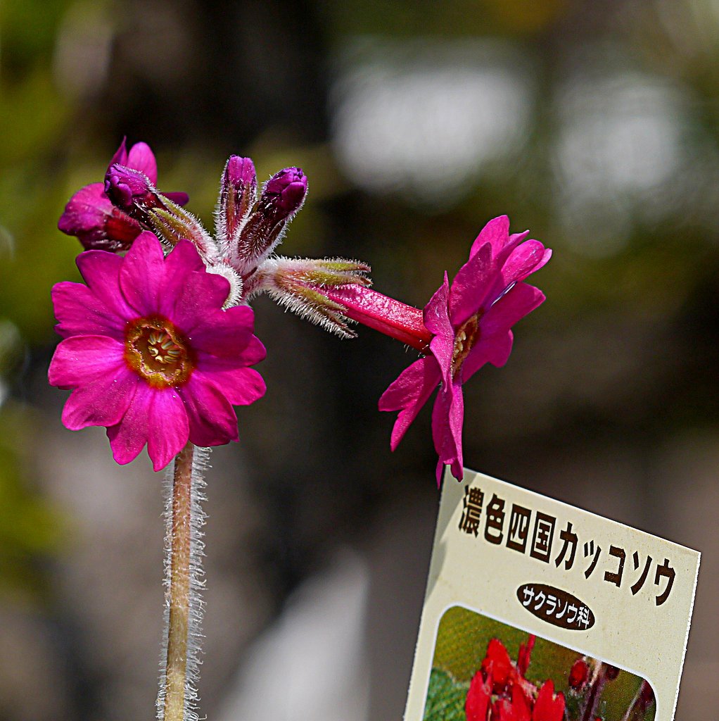 山野草