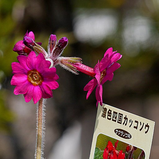 山野草