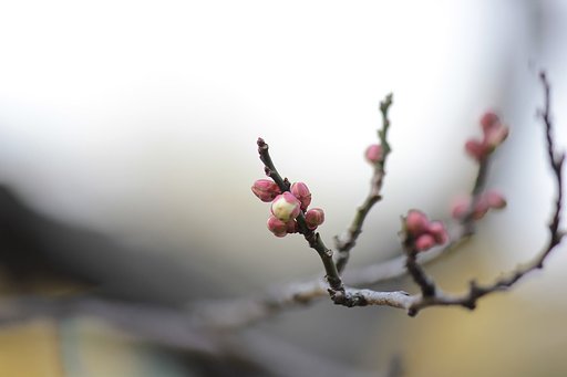 梅の頃