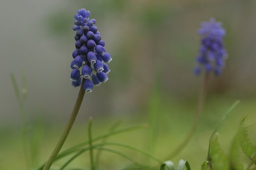 ムスカリ