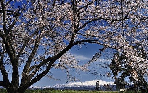 庄内の春