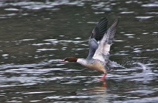 カワアイサ♀-B