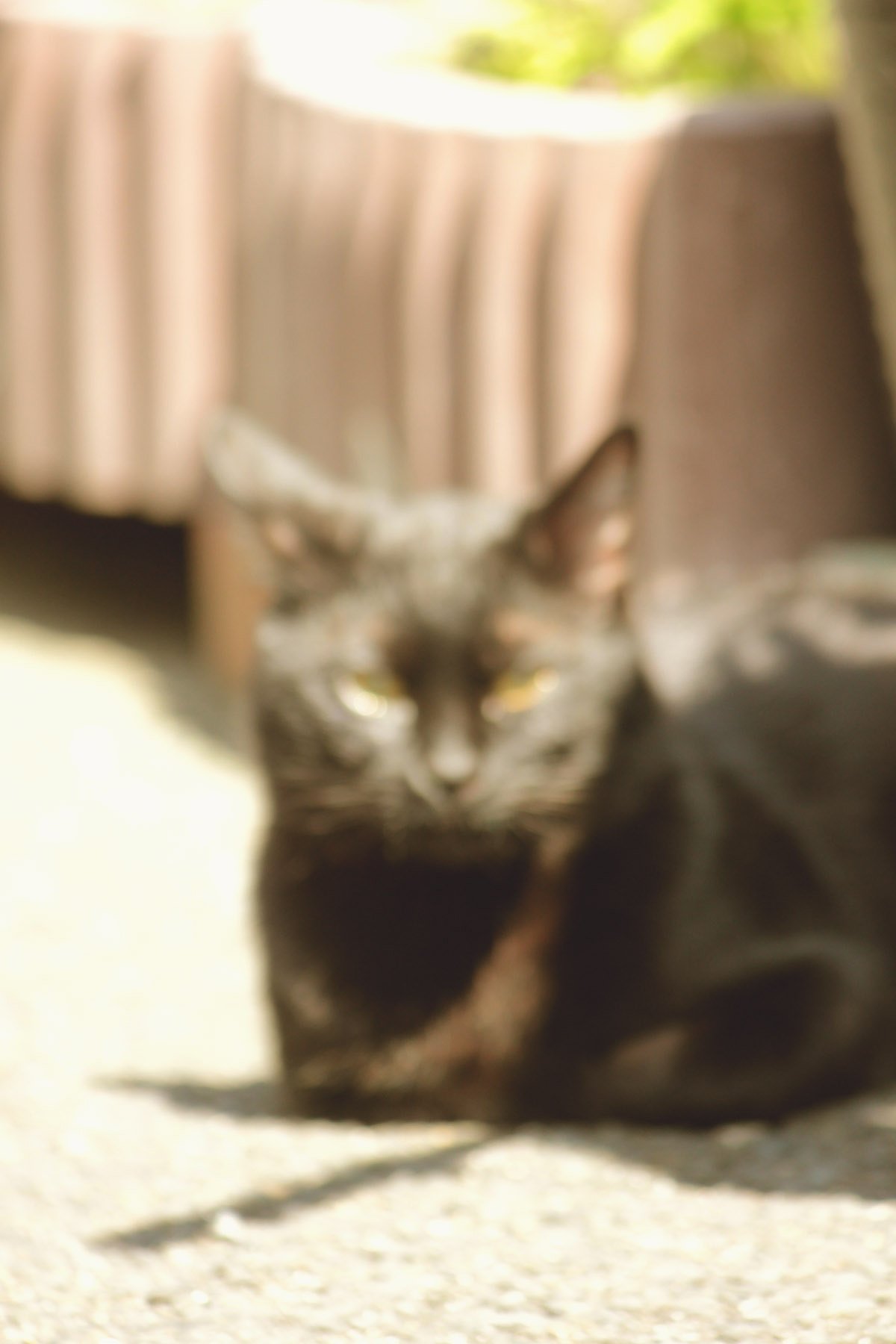 ノーピン野良クロ