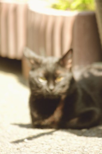 ノーピン野良クロ