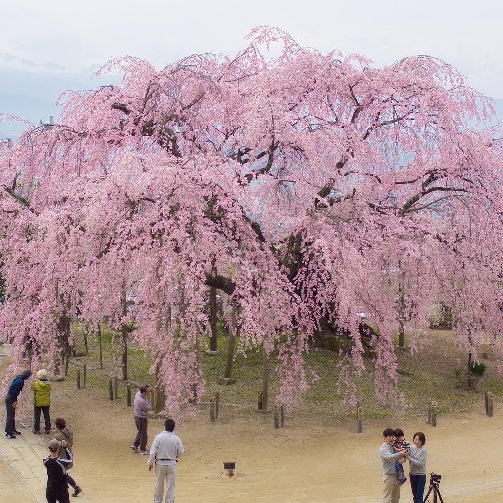 【スクエア】舞台桜