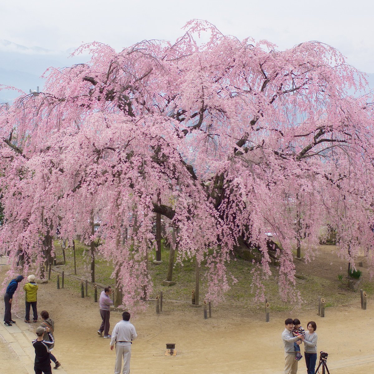 【スクエア】舞台桜