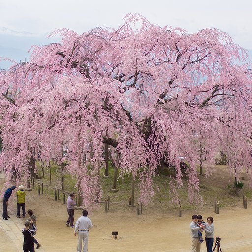 【スクエア】舞台桜