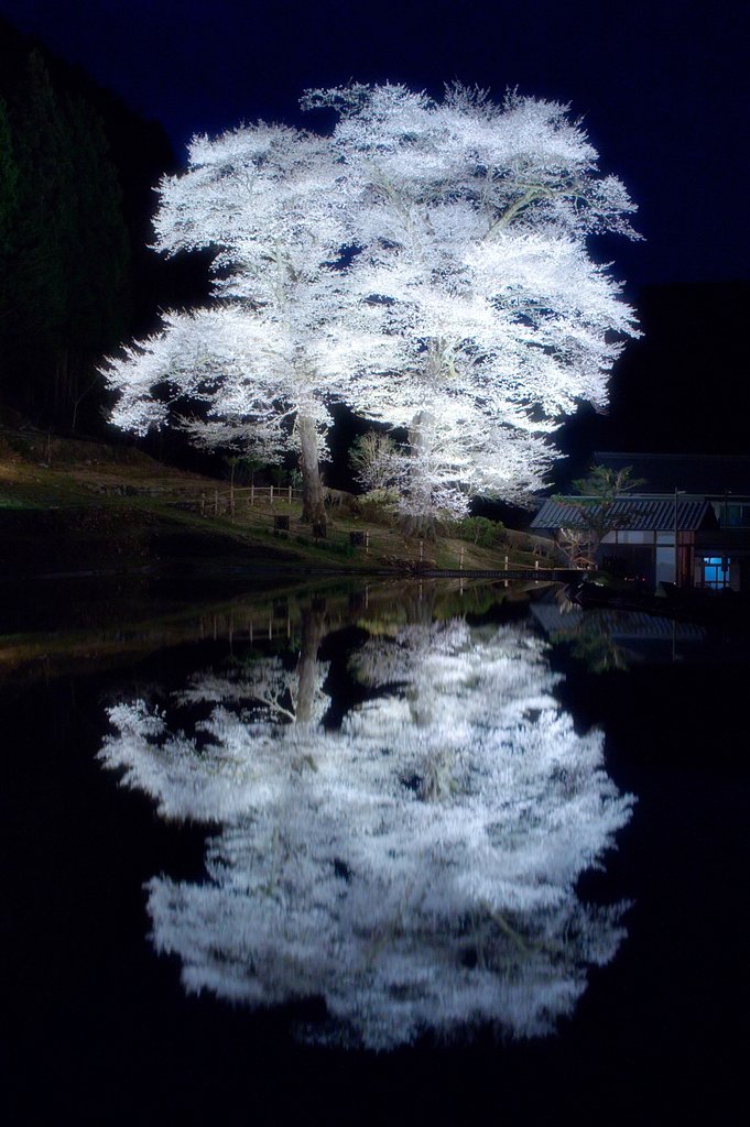 苗代桜