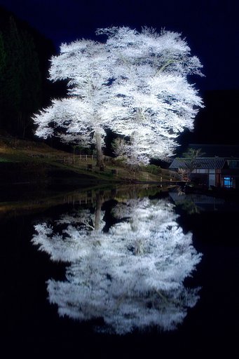 苗代桜