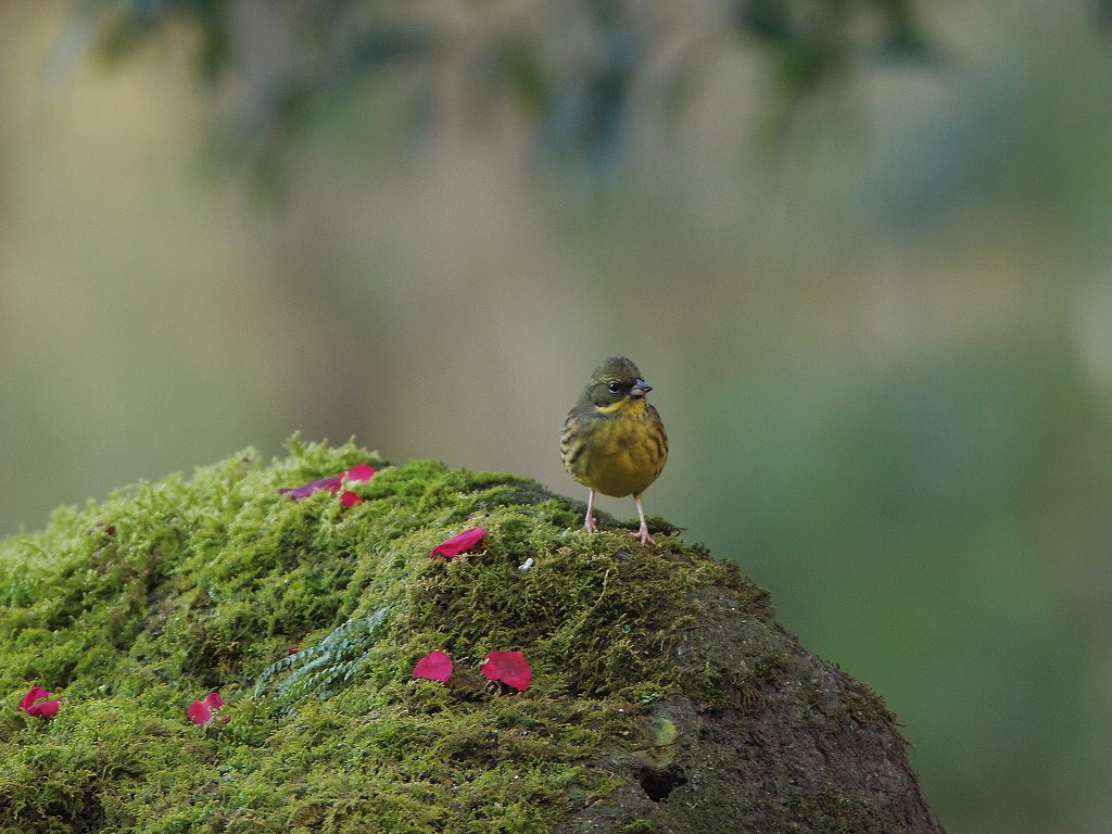 苔の舞台に立って