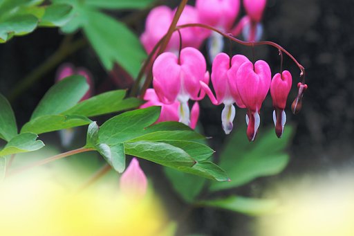 タイツリソウ