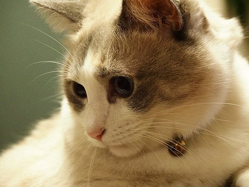 猫でも…^^;