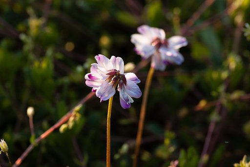 レンゲに良く似た花が？