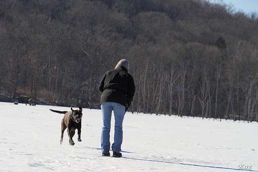 犬は元気に池駆け回り♪