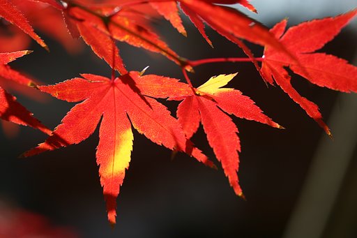 黄葉から紅葉？紅葉から黄葉？