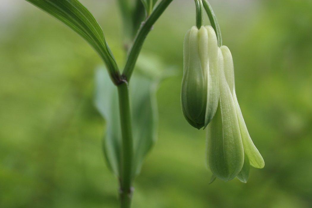 宝鐸草