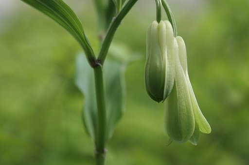 宝鐸草