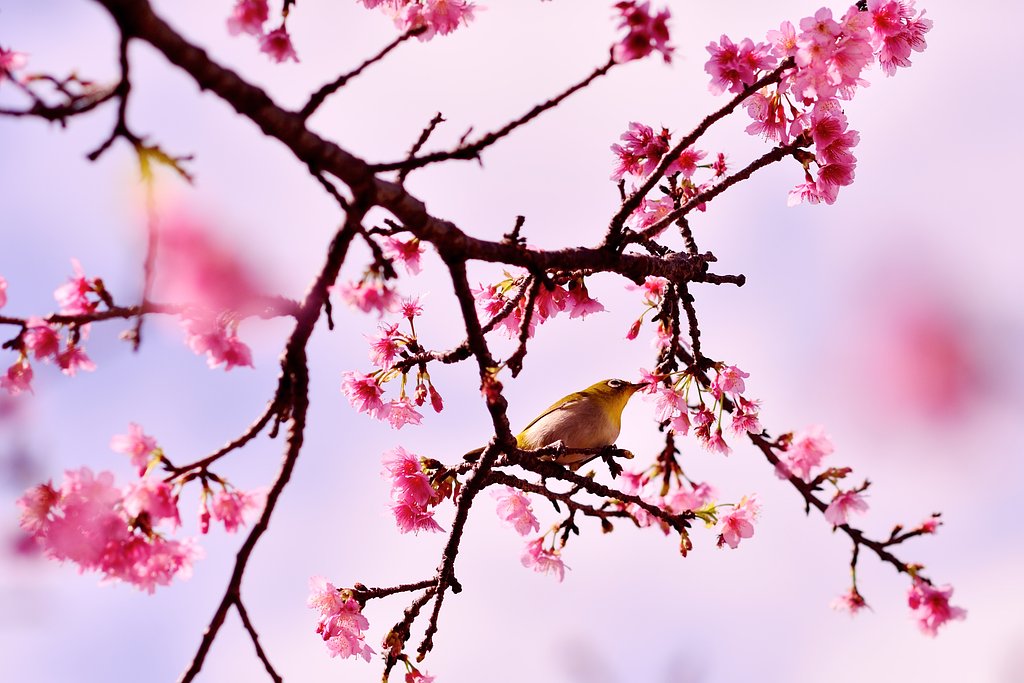 寒緋桜