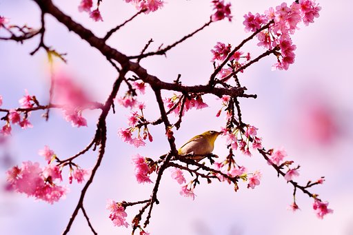 寒緋桜