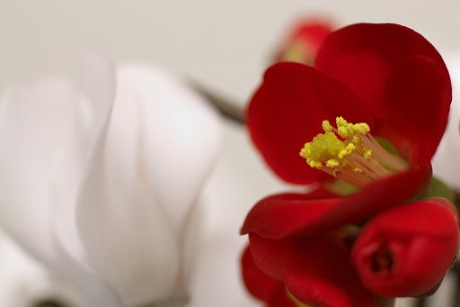 【光あれ】 燃えて花咲く