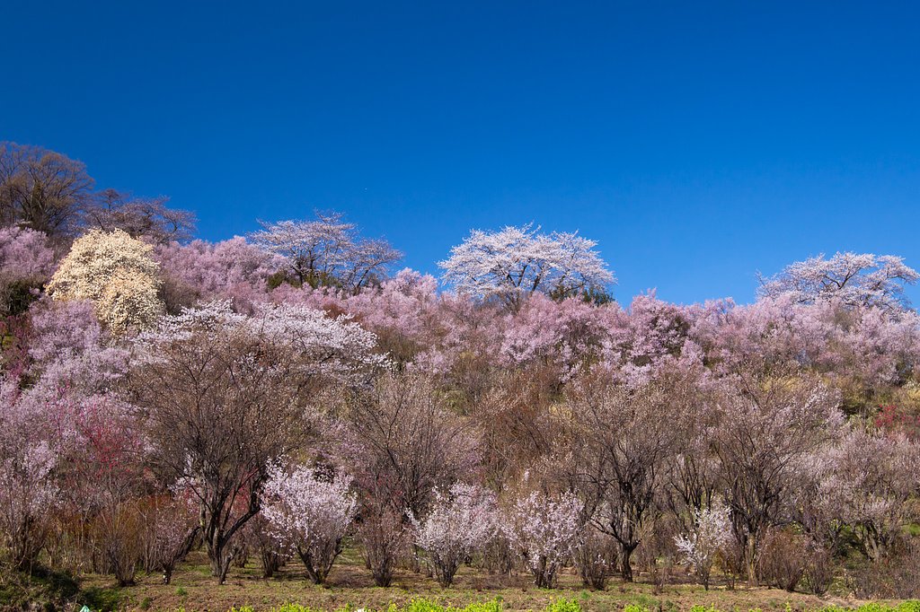 花見山