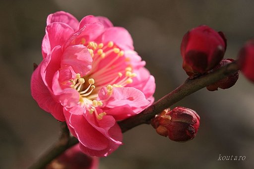 ちらほらと・・・
