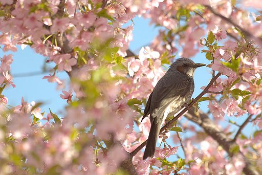 「春」桜とヒヨドリ