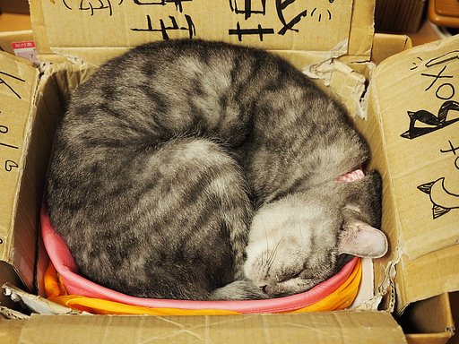 猫鍋？