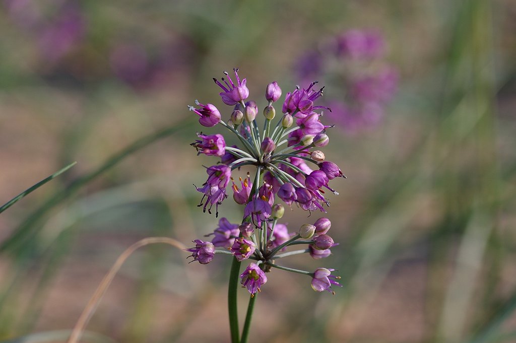 砂丘ラッキョウの花。