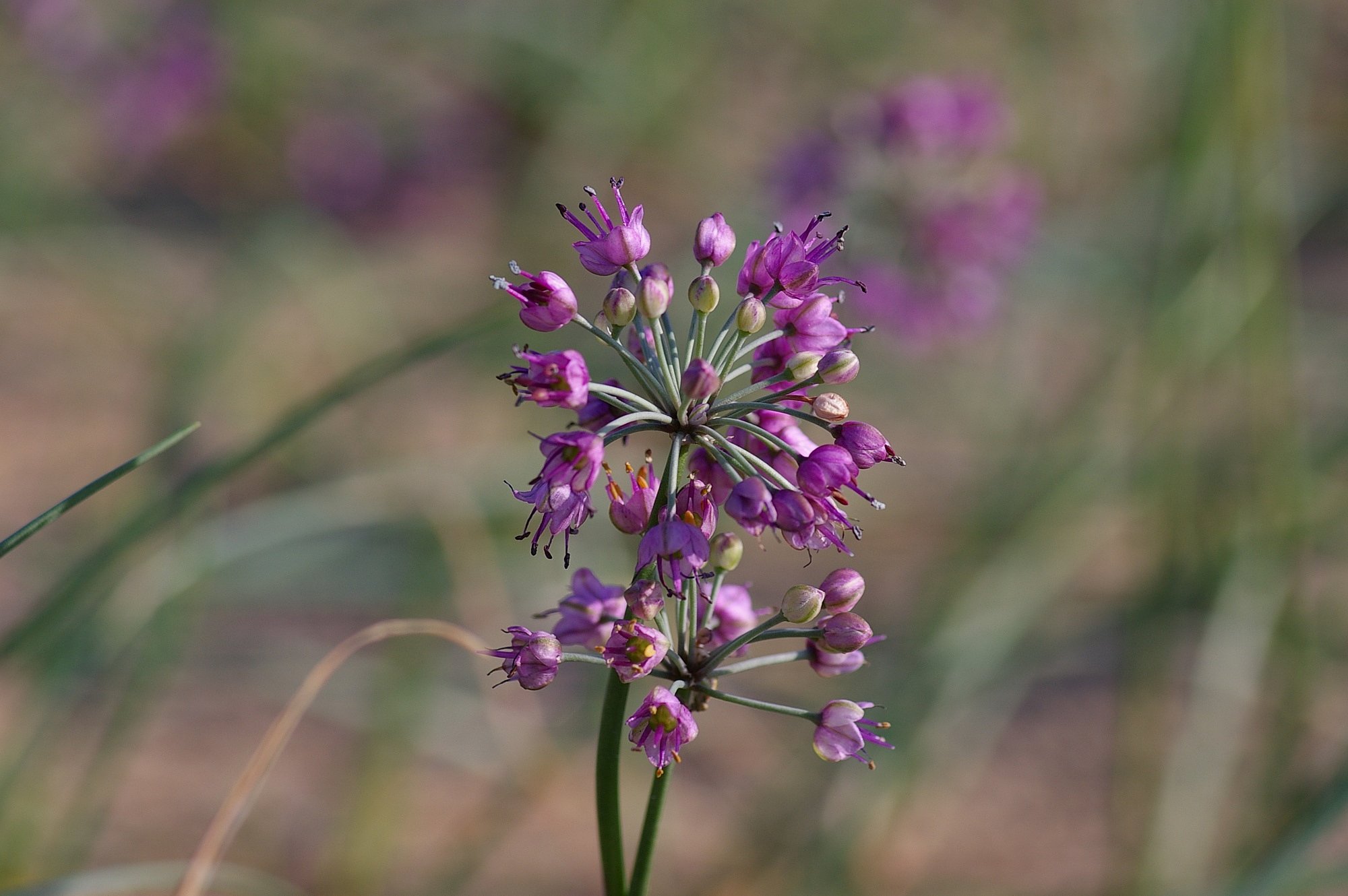 砂丘ラッキョウの花。